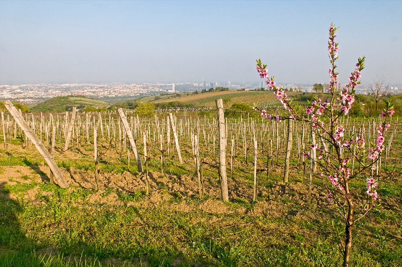 Weingut Weingut